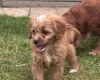 Cavapoo
