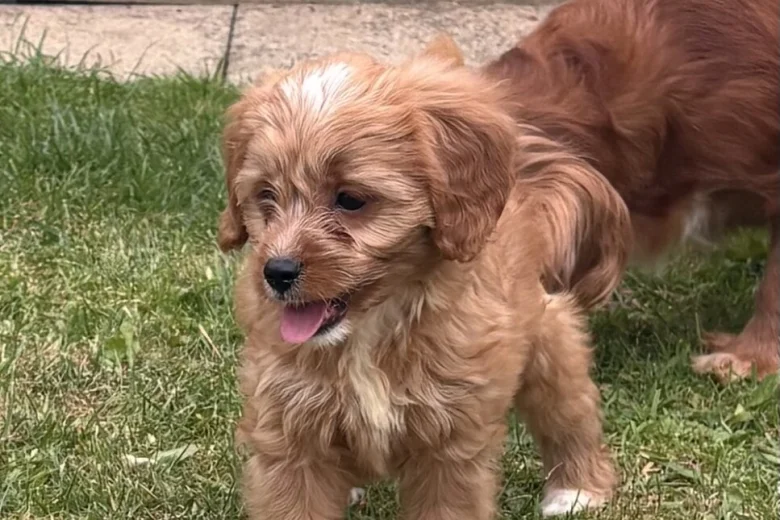 Cavapoo