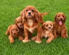 Cavapoo