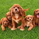 Cavapoo