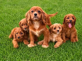 Cavapoo
