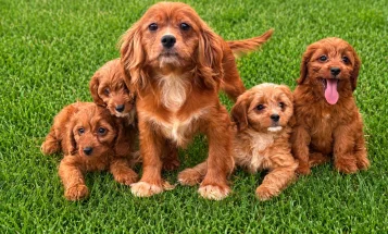 Cavapoo