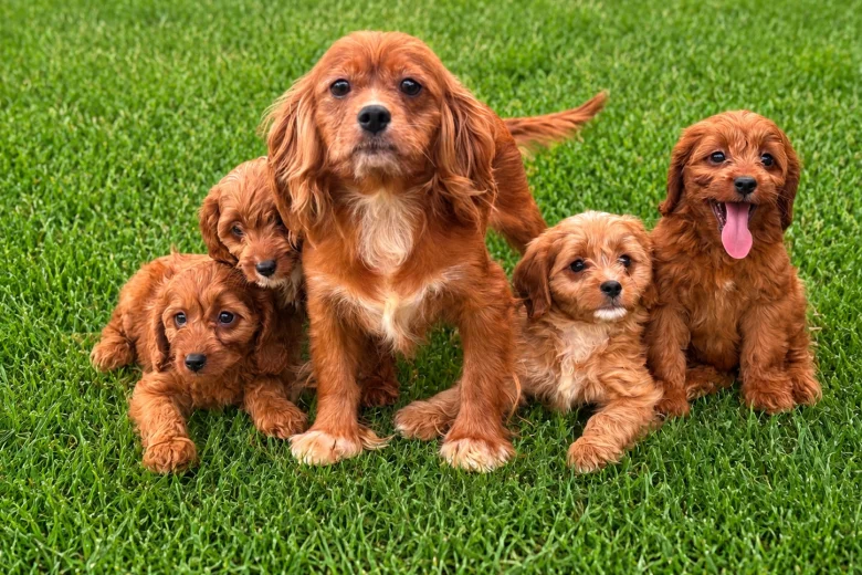 Cavapoo