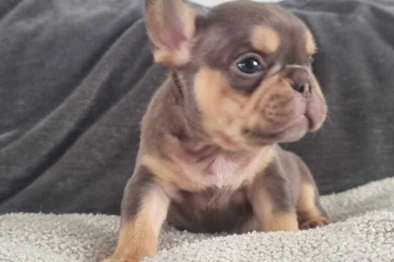 French Bulldog