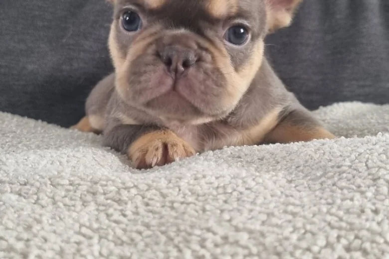 French Bulldog