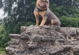 Stud