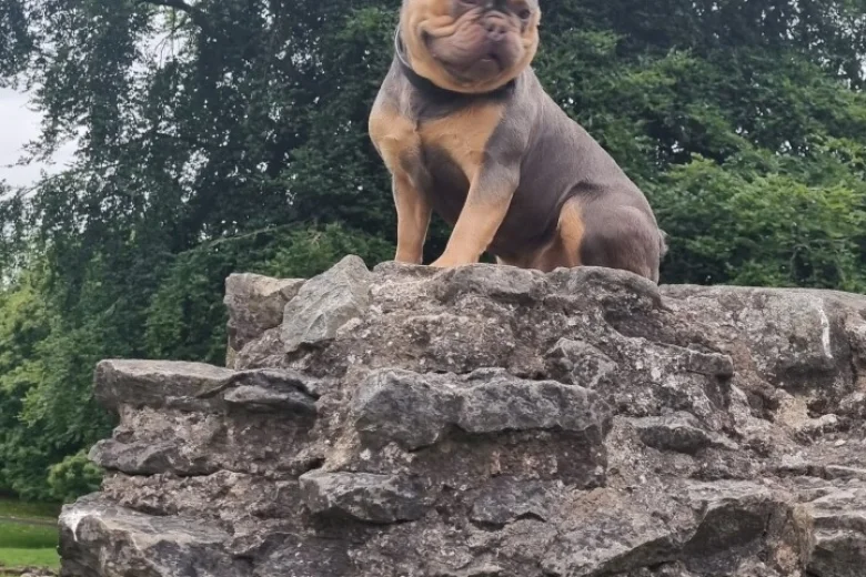 French Bulldog