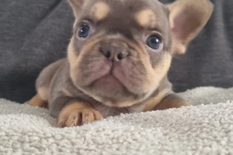 French Bulldog