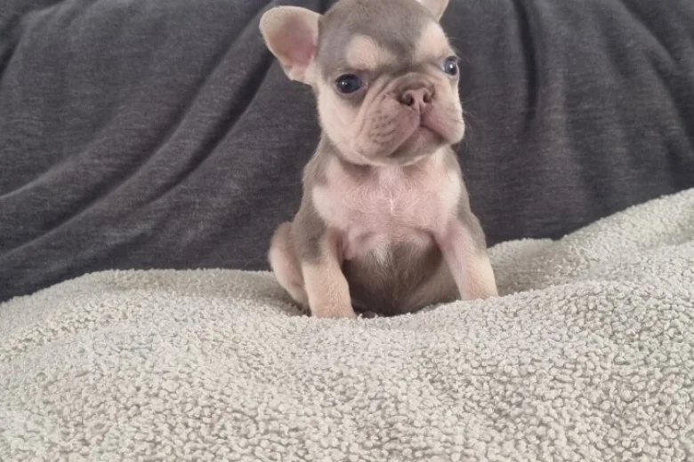 French Bulldog