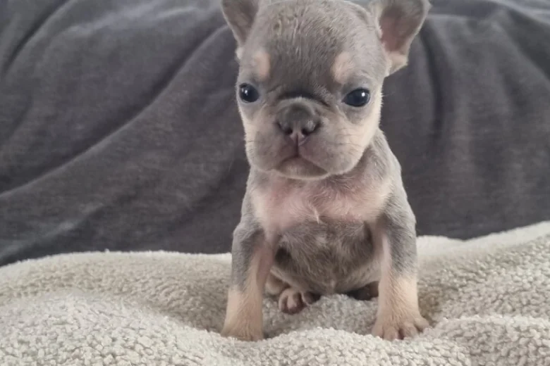 French Bulldog