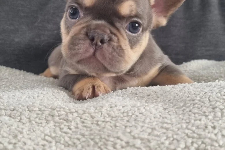 French Bulldog