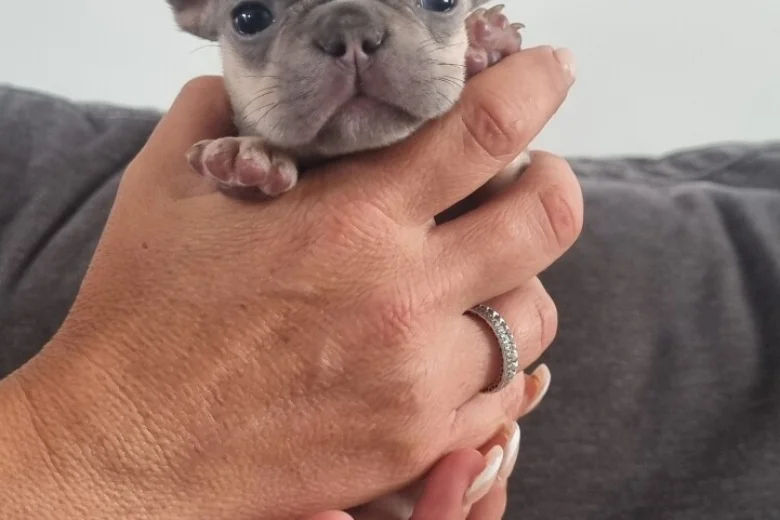 French Bulldog