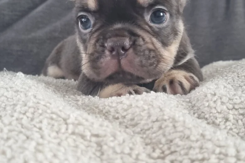 French Bulldog