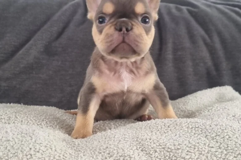 French Bulldog