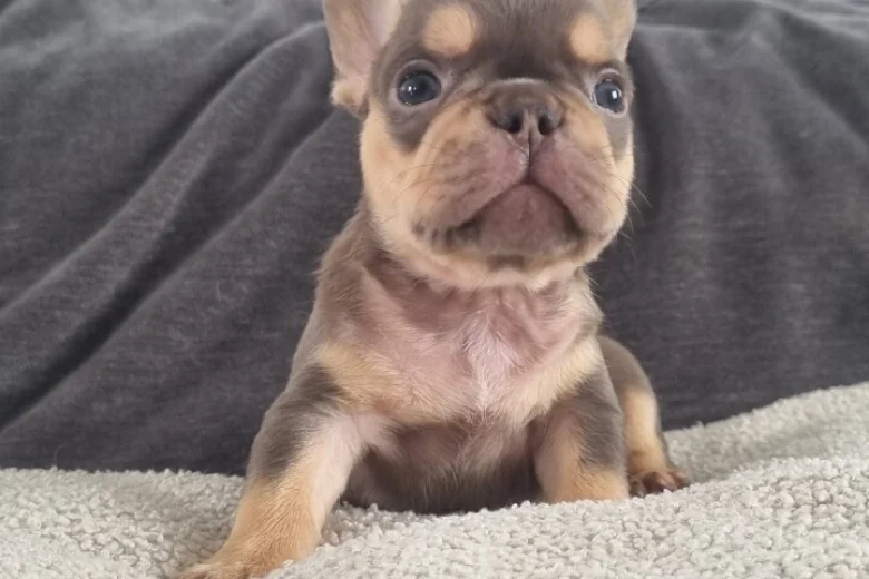French Bulldog