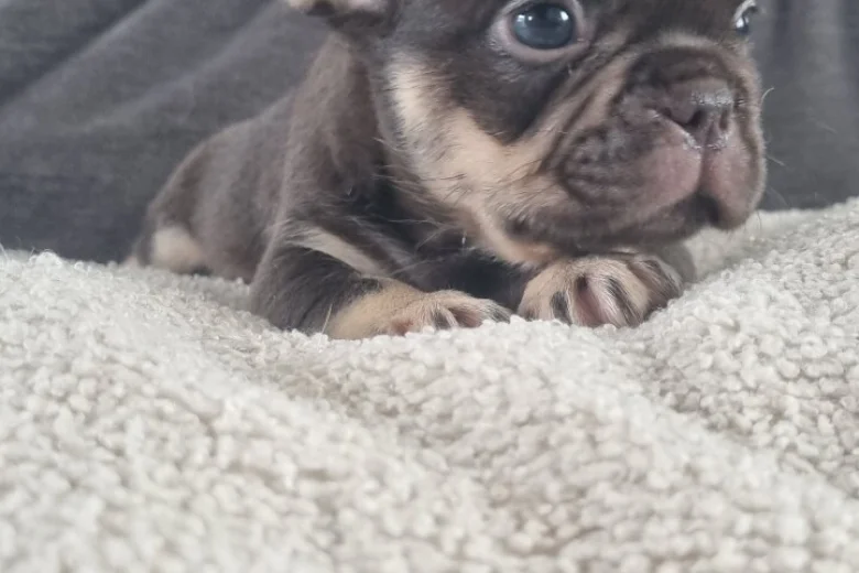 French Bulldog