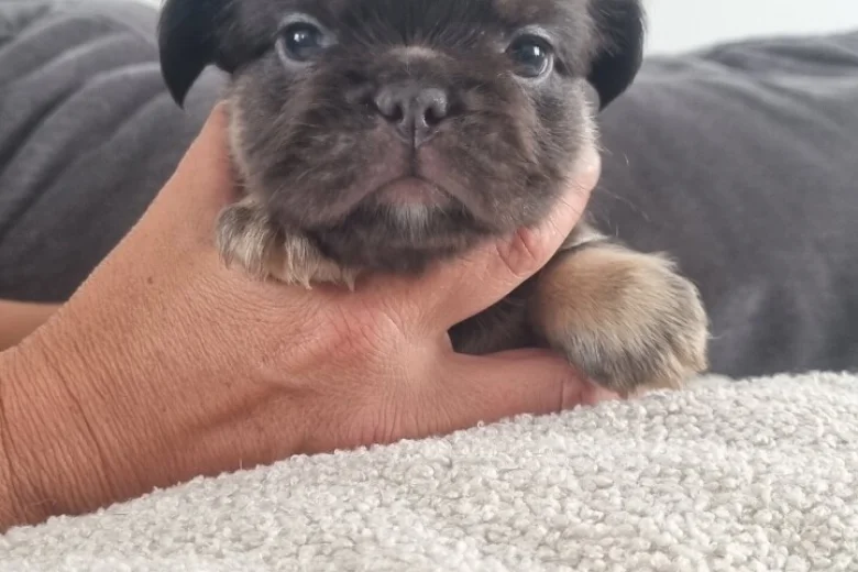 French Bulldog