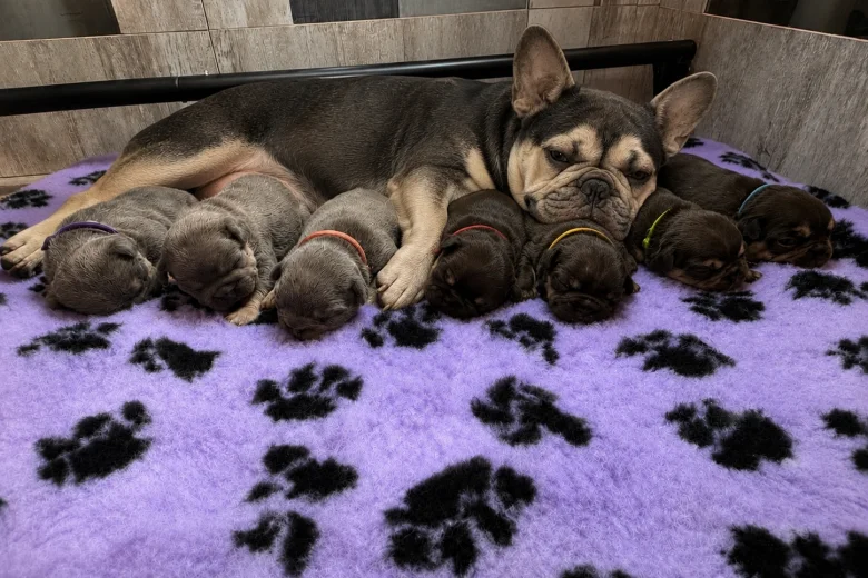 French Bulldog
