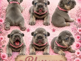 French Bulldog