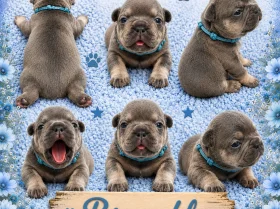 French Bulldog