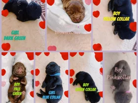 Chow Chow