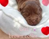 Chow Chow