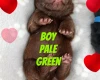 Chow Chow
