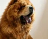 Chow Chow