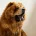 Chow Chow