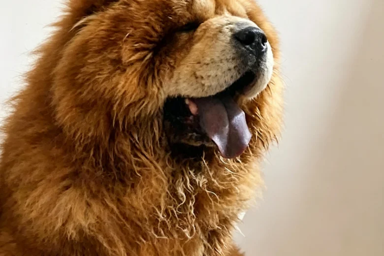 Chow Chow
