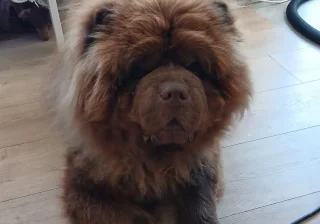 Stud