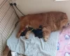 Chow Chow