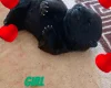 Chow Chow