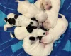 Cocker Spaniel (Show)