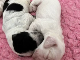 Cocker Spaniel (Show)