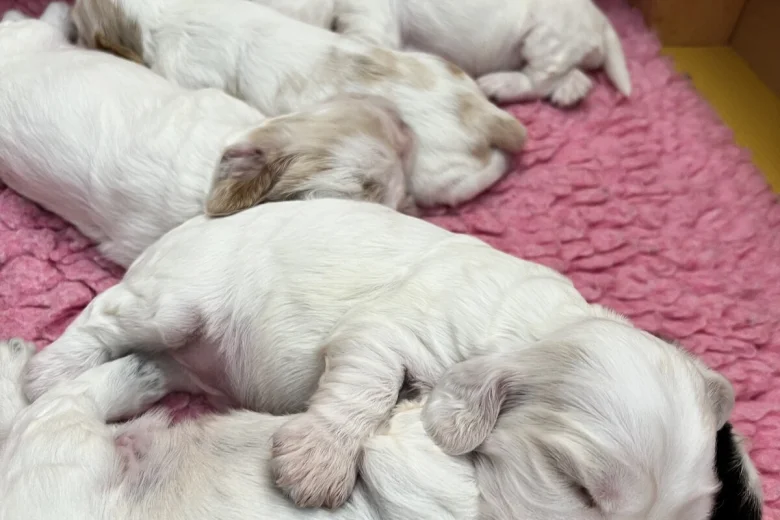 Cocker Spaniel (Show)