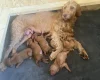Hungarian Wire Haired Vizsla