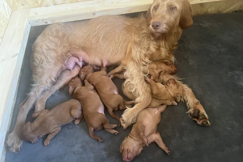 Hungarian Wire Haired Vizsla