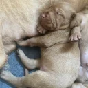 Hungarian Wire Haired Vizsla