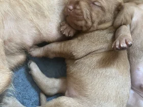 Hungarian Wire Haired Vizsla