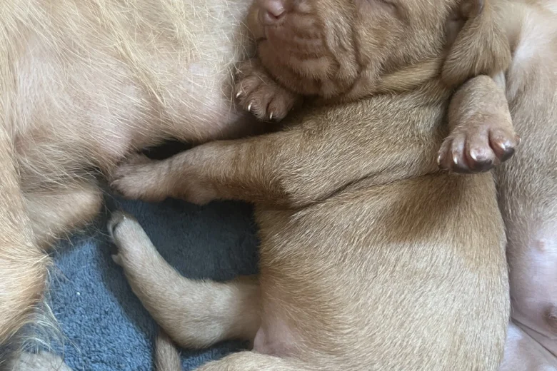 Hungarian Wire Haired Vizsla