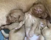 Hungarian Wire Haired Vizsla