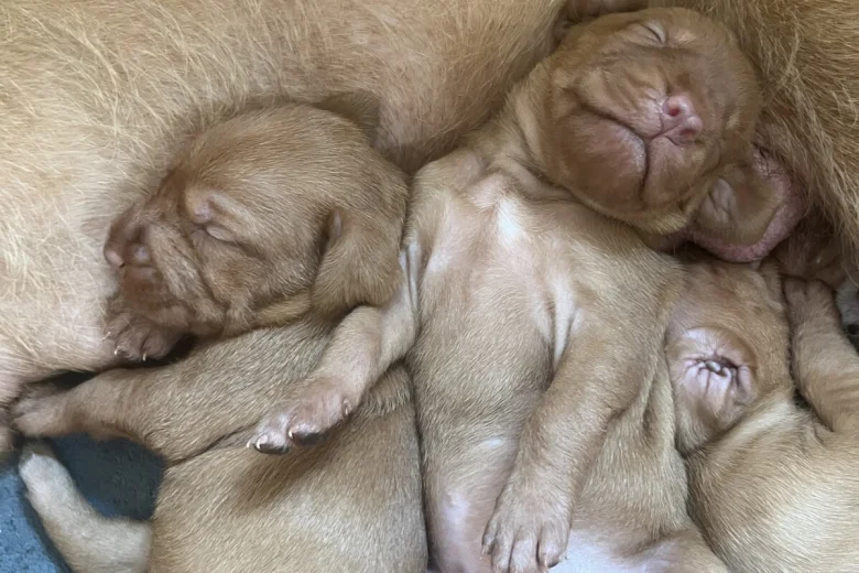 Hungarian Wire Haired Vizsla