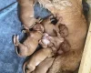Hungarian Wire Haired Vizsla