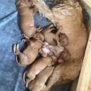 Hungarian Wire Haired Vizsla
