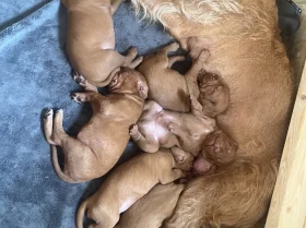 Hungarian Wire Haired Vizsla