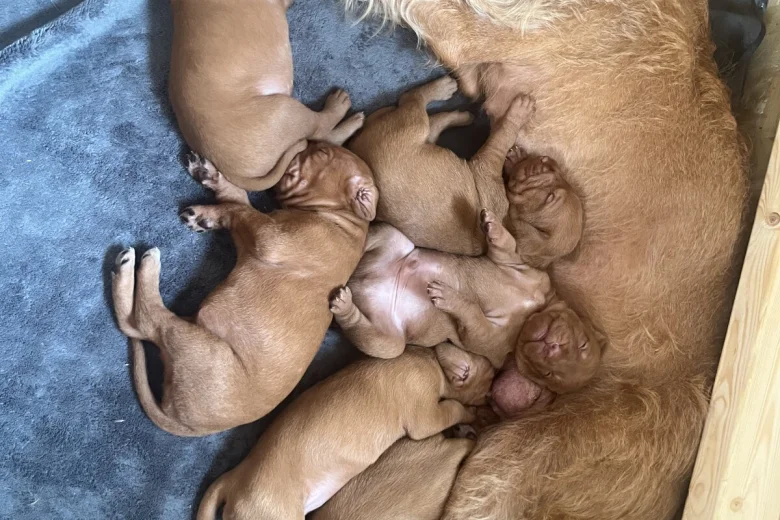 Hungarian Wire Haired Vizsla