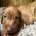 Hungarian Wire Haired Vizsla