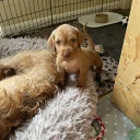 Hungarian Wire Haired Vizsla