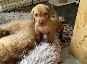 Hungarian Wire Haired Vizsla